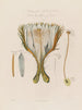 Anatomía del cactus grandiflora o cérus nocturno - Robert John Thornton — vista de la obra