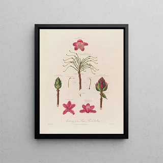 Robert John Thornton - Anatomy of the Pontic Rhododendron.webp