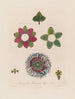 Anatomía de la passiflora cuadrangular - Robert John Thornton — vista de la obra