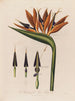 Anatomía de la flor reina - Robert John Thornton — vista de la obra