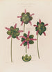 Anatomy of the Sarracenia or Pitcher Plant - Robert John Thornton — artwork view