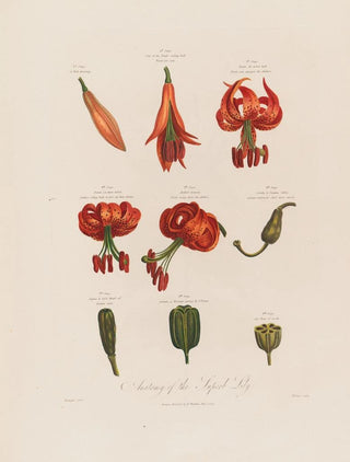 Robert John Thornton - Anatomy of the Superb Lily.webp