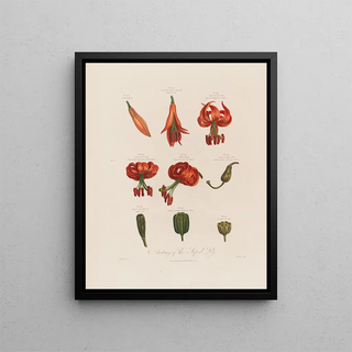 Robert John Thornton - Anatomy of the Superb Lily.webp