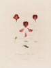 Anatomía de la semilla de la flor de la vainilla - Robert John Thornton — vista de la obra