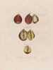 Anatomía de la raíz de tulipán - Robert John Thornton — vista de la obra