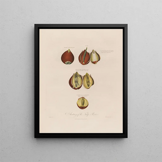 Robert John Thornton - Anatomy of the Tulip Root.webp
