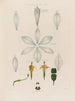 Anatomy of the White Lily - Robert John Thornton — artwork view