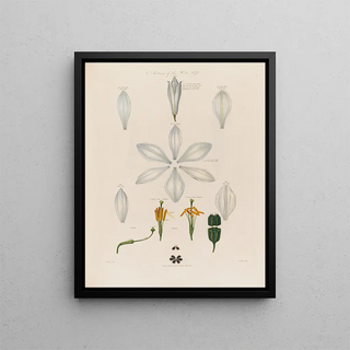 Robert John Thornton - Anatomy of the White Lily.webp