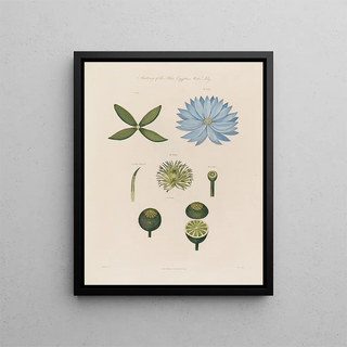 Robert John Thornton - Anatomy of the blue Egyptian WaterLily.webp