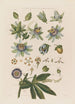 Anatomía de la flor de la pasión azul - Robert John Thornton — vista de la obra