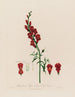 Antirrhinum majus o boca de lobo grande - Robert John Thornton — vista de la obra