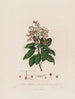 Arbutus andrachne ou arbousier oriental - Robert John Thornton — vista de la obra