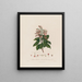 Arbutus andrachne ou arbousier oriental - Robert John Thornton — cuadro enmarcado en la pared