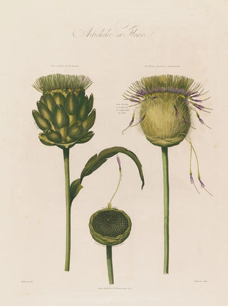 Robert John Thornton - Artichoke in Flower.webp