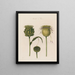 Artichoke in bloom - Robert John Thornton — framed artwork on a wall