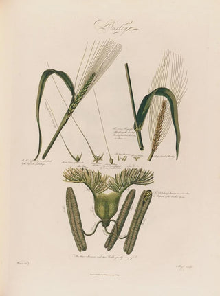 Robert John Thornton - Barley.webp