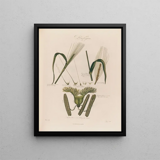 Robert John Thornton - Barley.webp