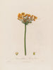 Butomus umbellatus o Juncos con flores - Robert John Thornton — vista de la obra