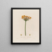Butomus umbellatus o Juncos con flores - Robert John Thornton — cuadro enmarcado en la pared