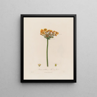 Robert John Thornton - Butomus umbellatus or Flowering Rush.webp