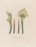 Calla éthiopienne ou Calla africaine - Robert John Thornton — artwork view