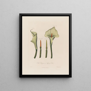 Robert John Thornton - Calla Ethiopica or African Calla.webp