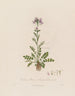 Cardamine pratensis o berro de los prados - Robert John Thornton — vista de la obra
