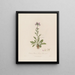 Cardamine pratensis o berro de los prados - Robert John Thornton — cuadro enmarcado en la pared