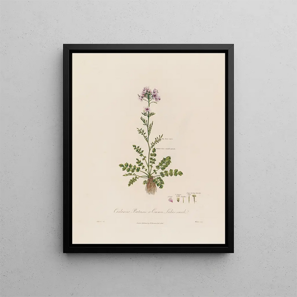 Robert John Thornton - Cardamine Pratensis or Common Ladiessmock.webp