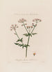 Chaerophyllum Sylvestre o perejil silvestre - Robert John Thornton — vista de la obra