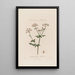 Chaerophyllum Sylvestre o perejil silvestre - Robert John Thornton — cuadro enmarcado en la pared