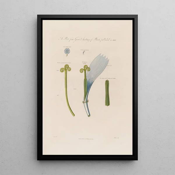 Robert John Thornton - Chicory flower.webp