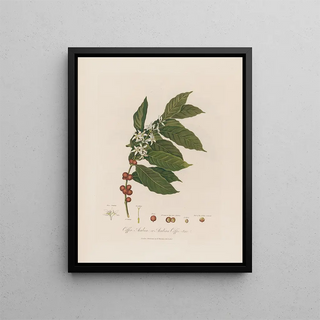 Robert John Thornton - Coffea Arabica or Arabian Coffeetree.webp