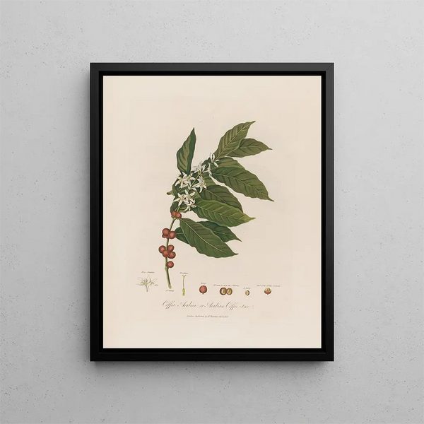 Coffea arabica o cafeto de Arabia - Robert John Thornton — cuadro enmarcado en la pared