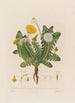 Dandelion in French Dens de Lion in Latin Dens Leonis in Greek Leontoden - Robert John Thornton — artwork view