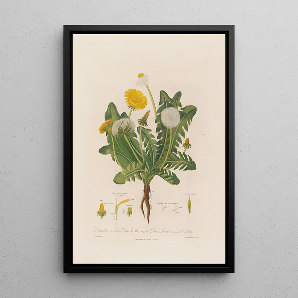 Robert John Thornton - Dandelion in French Dens de Lion in Latin Dens Leonis in Greek Leontoden.webp