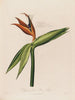 Dissection de la fleur reine - Robert John Thornton — vista de la obra