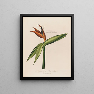 Robert John Thornton - Dissection of the Queen Flower.webp