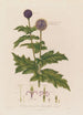 Echinops sphaerocephalus or Blue globe thistle - Robert John Thornton — artwork view