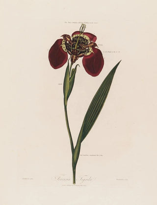 Robert John Thornton - Ferraria Tigrida.webp