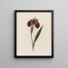 Ferraria tigris - Robert John Thornton — cuadro enmarcado en la pared