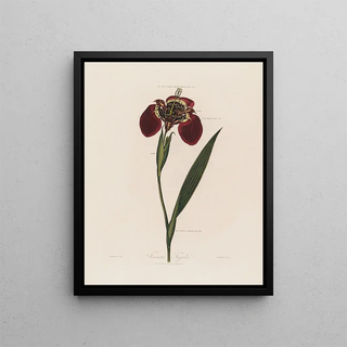Robert John Thornton - Ferraria Tigrida.webp