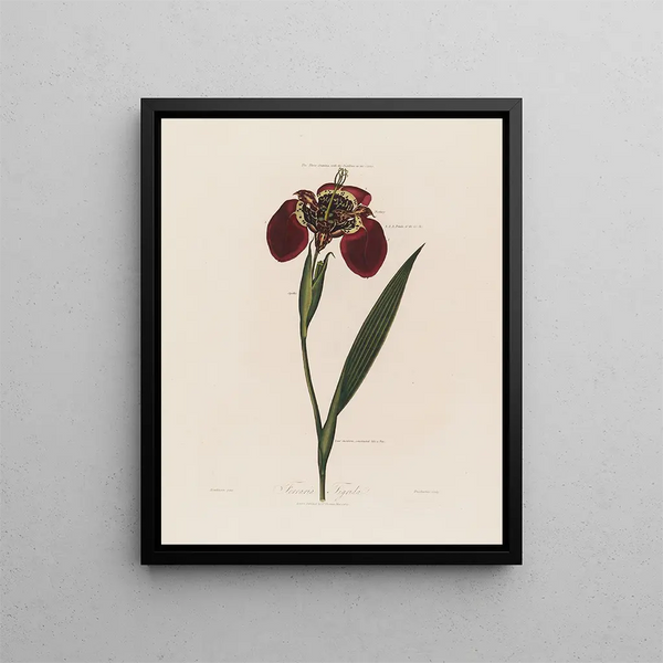 Ferraria tigris - Robert John Thornton — cuadro enmarcado en la pared