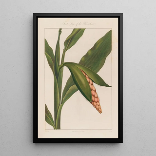 Robert John Thornton - First Stage of the Renealmia.webp