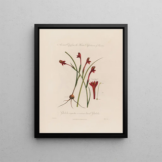 Robert John Thornton - Gladiolus angustus or narrowleaved Gladiolus.webp