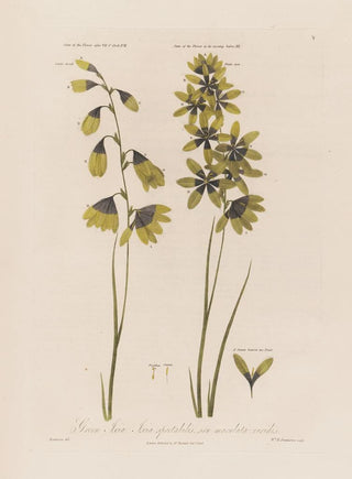 Robert John Thornton - Green Ixia Ixia spectabilis seu maculata viridis.webp