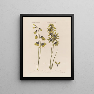 Robert John Thornton - Green Ixia Ixia spectabilis seu maculata viridis.webp