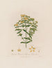 Hypericum perforatum o hierba de San Juan perforada - Robert John Thornton — vista de la obra