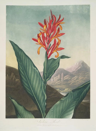 Robert John Thornton - Indian Reed.webp