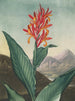 Roseau indien (conflit de cas) - Robert John Thornton — vista de la obra
